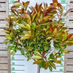 Červienka Fraserova (Photinia × fraseri) ´RED ROBIN´ - výška 140-160 cm, kont. C18L - NA KMIENKU